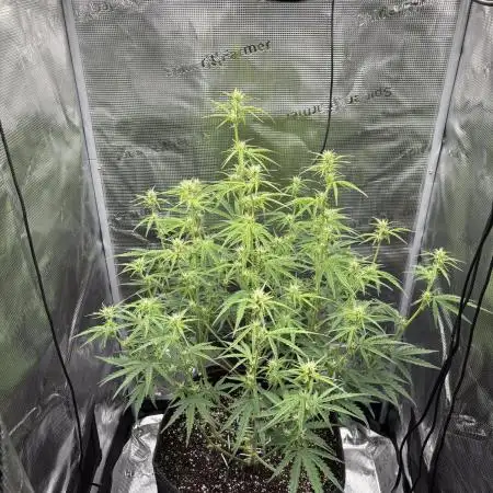 Lemon Haze Auto 70x70