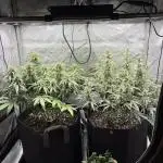 2x Hulkberry Auto
