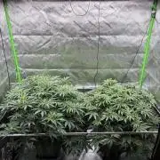 3x Fast Buds Orange Sherbet Auto