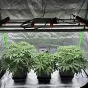 3x Fast Buds Orange Sherbet Auto