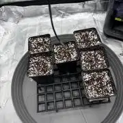 2x Fast Buds Z-UP Auto