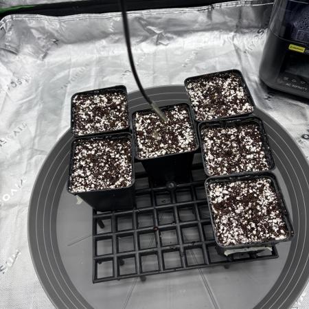2x Fast Buds Z-UP Auto