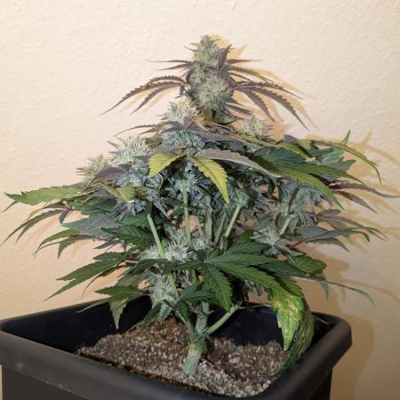 Mango Runtz Mephisto Autopot Tiny Tent