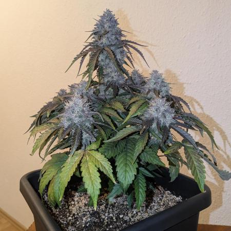 Mango Runtz Mephisto Autopot Tiny Tent