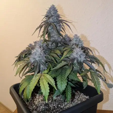 Mango Runtz Mephisto Autopot Tiny Tent
