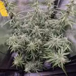 Orange Sherbet Auto FB small tent grow