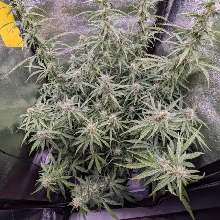 Orange Sherbet Auto FB small tent grow