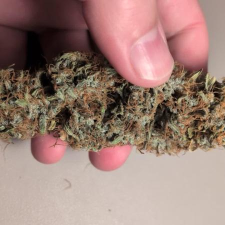 Orange Sherbet Auto FB small tent grow