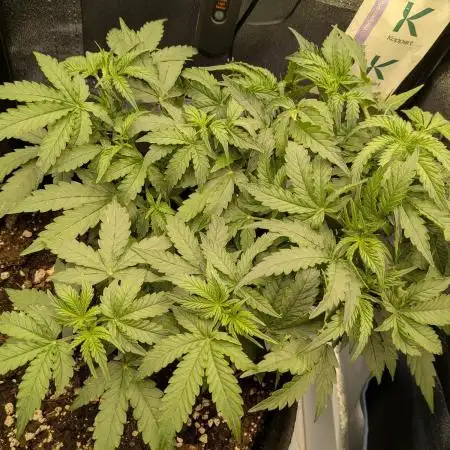 Orange Sherbet Auto FB small tent grow
