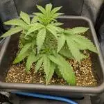 Mango Runtz Mephisto Autopot Tiny Tent