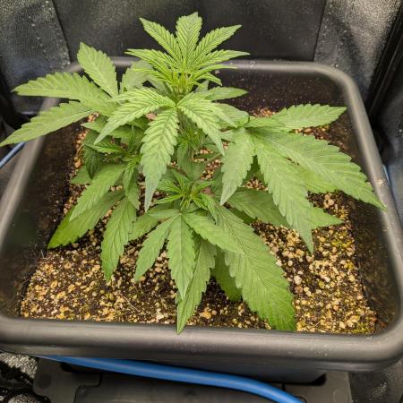 Mango Runtz Mephisto Autopot Tiny Tent