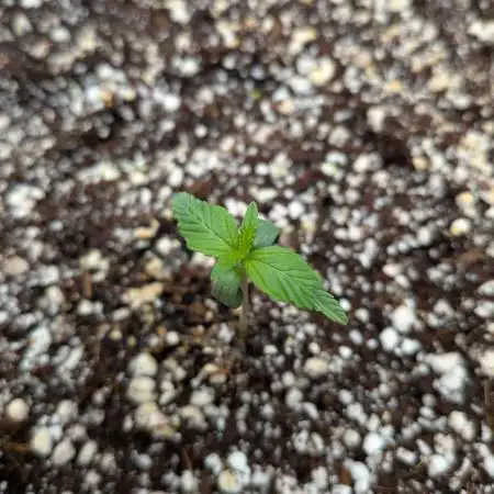 Mango Runtz Mephisto Autopot Tiny Tent