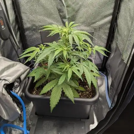 Mango Runtz Mephisto Autopot Tiny Tent