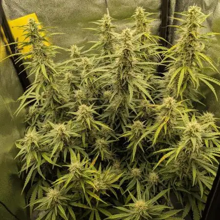 Orange Sherbet Auto FB small tent grow