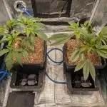 Autopots & Berries