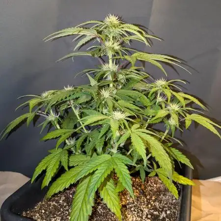 Mango Runtz Mephisto Autopot Tiny Tent