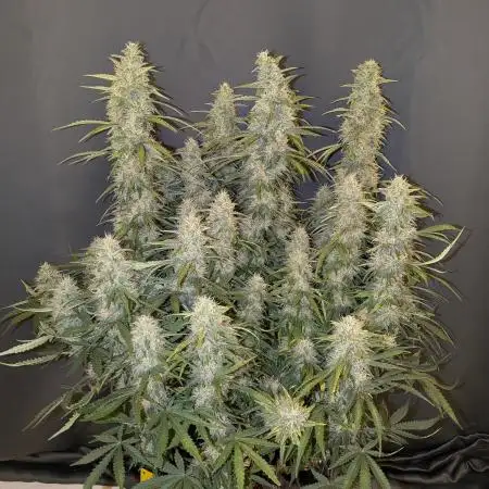 Orange Sherbet Auto FB small tent grow