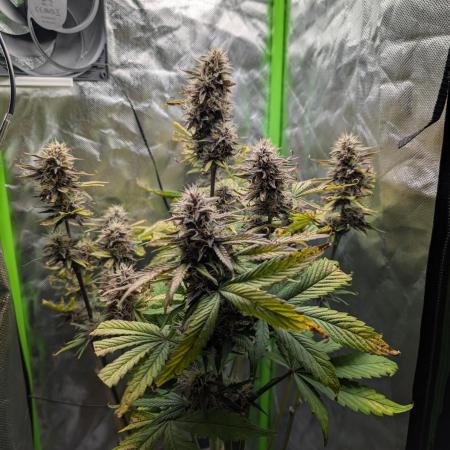Lemon Cherry Cookies / Grow No. 2 / 1st Autoflower