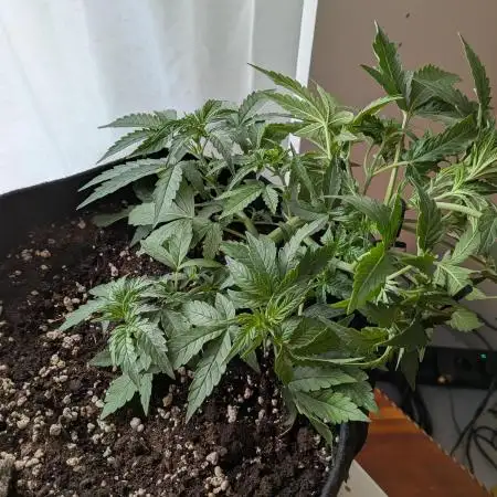 Orange Sherbet Auto FB small tent grow