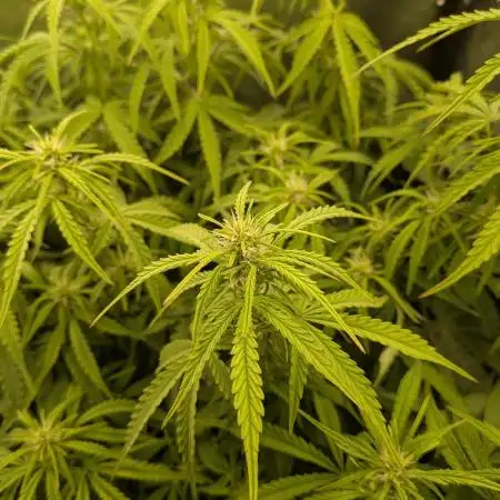 Orange Sherbet Auto FB small tent grow