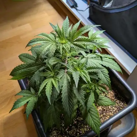 Mango Runtz Mephisto Autopot Tiny Tent