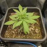 Mango Runtz Mephisto Autopot Tiny Tent