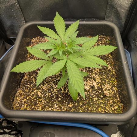 Mango Runtz Mephisto Autopot Tiny Tent