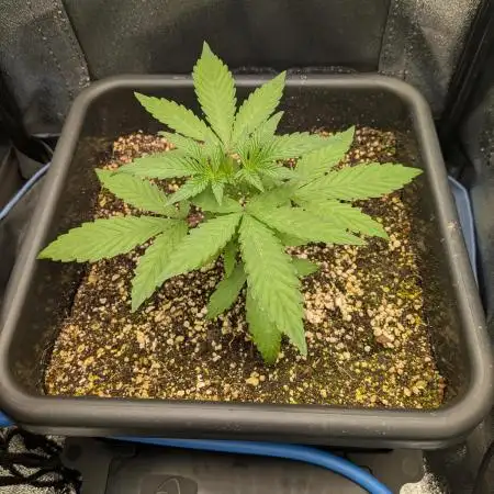 Mango Runtz Mephisto Autopot Tiny Tent