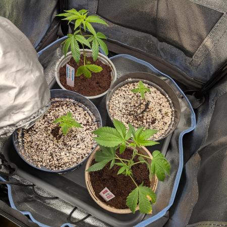 Autopots & Berries