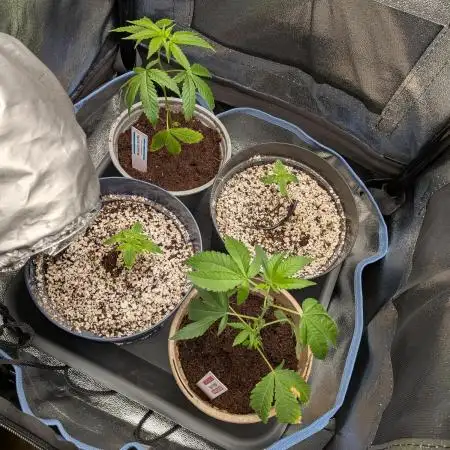 Autopots & Berries