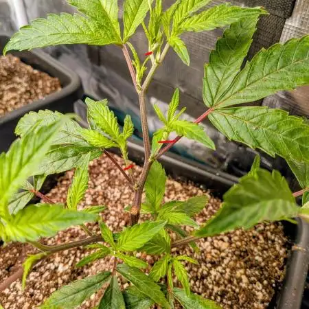 Autopots & Berries