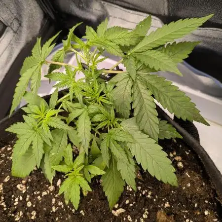 Orange Sherbet Outdoor