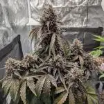 Mango Runtz Mephisto Autopot Tiny Tent