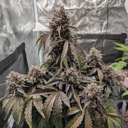 Mango Runtz Mephisto Autopot Tiny Tent