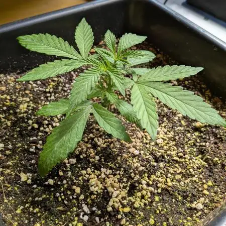 Mango Runtz Mephisto Autopot Tiny Tent