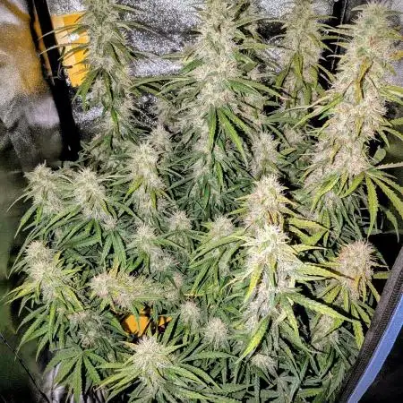 Orange Sherbet Auto FB small tent grow