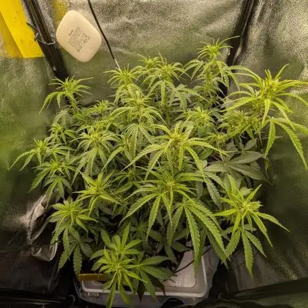 Orange Sherbet Auto FB small tent grow