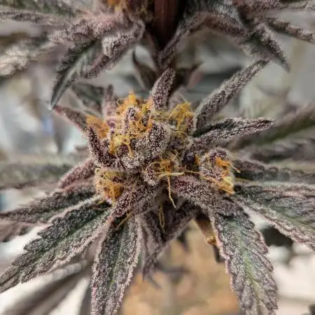 Autopots & Berries