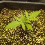 Mango Runtz Mephisto Autopot Tiny Tent