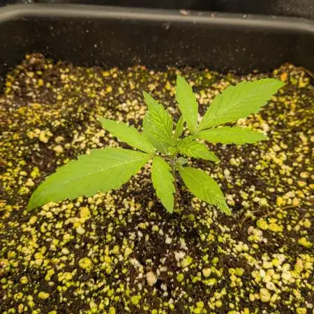 Mango Runtz Mephisto Autopot Tiny Tent