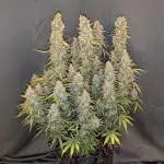 Orange Sherbet Auto FB small tent grow