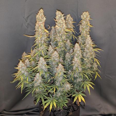 Orange Sherbet Auto FB small tent grow