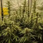 Orange Sherbet Auto FB small tent grow
