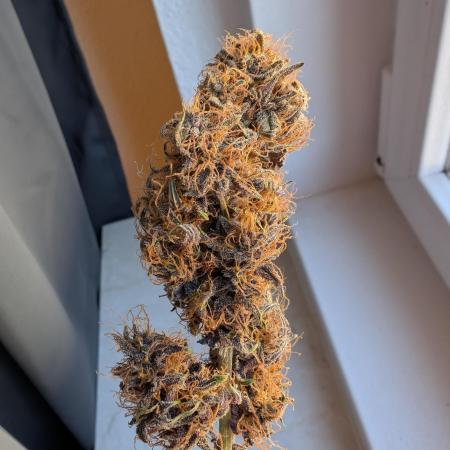 Lemon Cherry Cookies / Grow No. 2 / 1st Autoflower