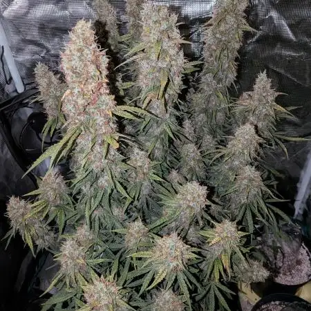Orange Sherbet Auto FB small tent grow