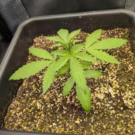 Mango Runtz Mephisto Autopot Tiny Tent