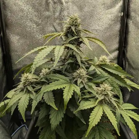Mango Runtz Mephisto Autopot Tiny Tent