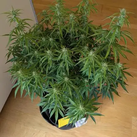 Orange Sherbet Auto FB small tent grow