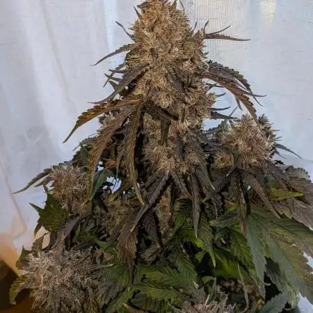 Mango Runtz Mephisto Autopot Tiny Tent