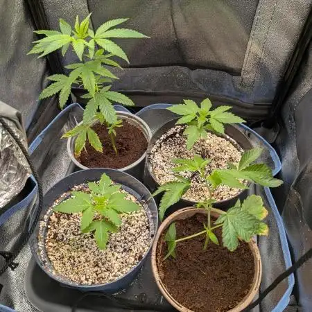 Autopots & Berries